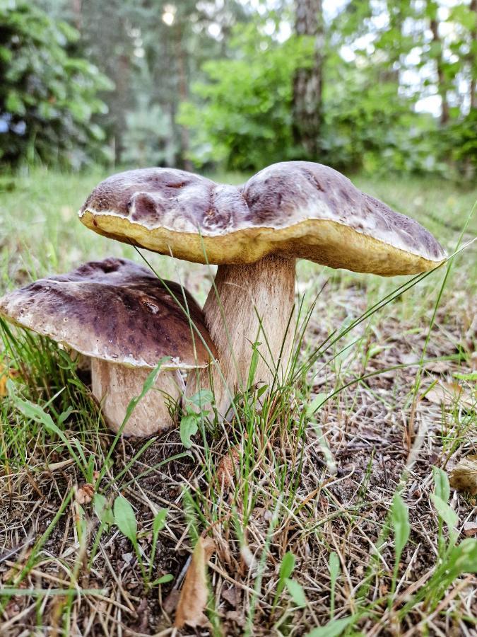 Bobrowa Ostoja Villa Łukta Eksteriør bilde